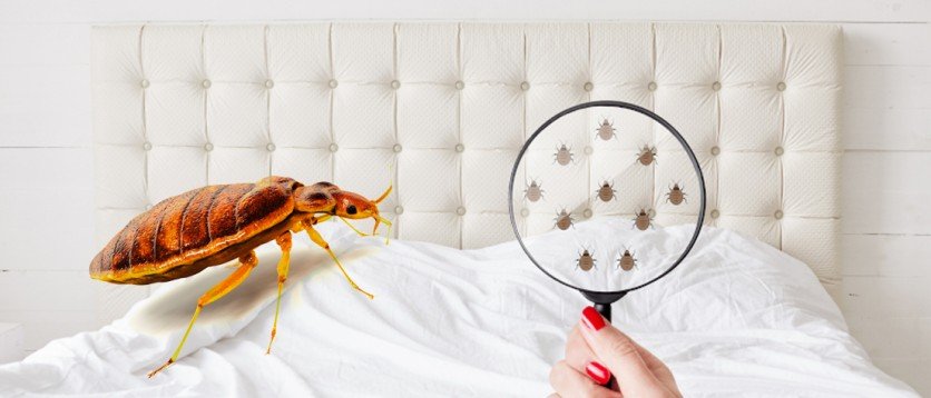 Bed-Bugs