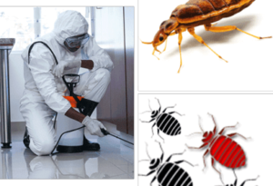 Bedbug-img