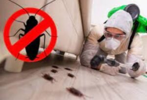 Cockroach-control-2