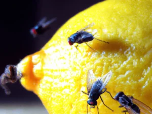 Flies-Control-2