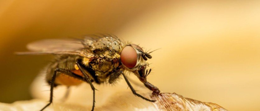 Flies-Control