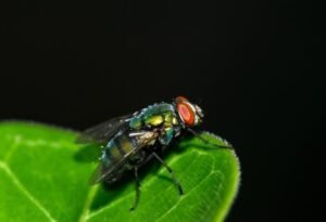 fly-control-1