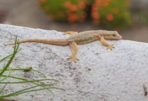 house-lizard-on-rock