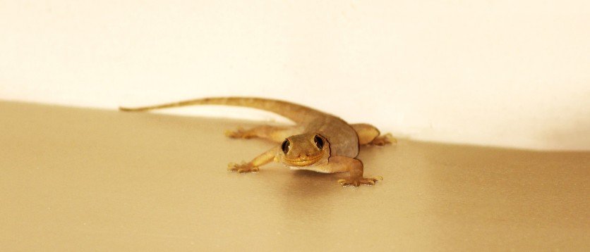 lizard