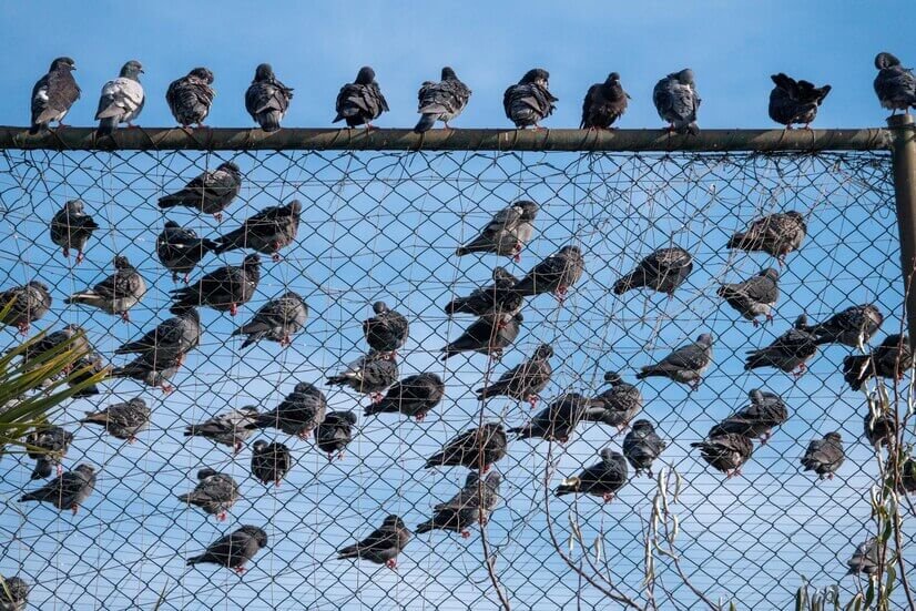 pigeons-lined-up-wire-netting_506809-875