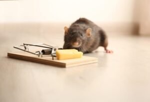 rat-Control-2