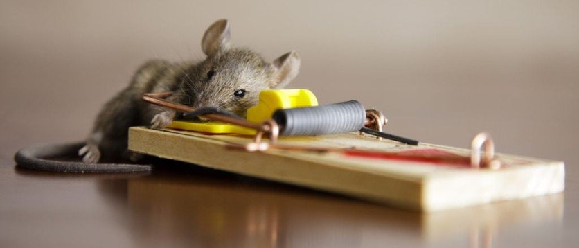 rat-control