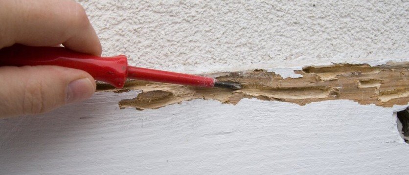 termite